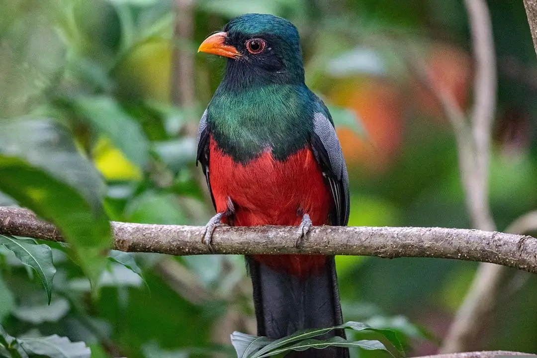 Narina trogon